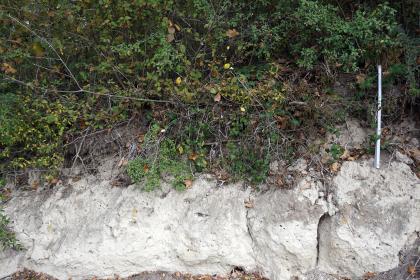 Geologischer Weinlehrpfad Achkarren – Station Lössauflagerung (2) Blick auf weißlich graues Gestein, dessen Kuppe mit Hecken und Sträuchern bedeckt ist. Im Gestein sind zahlreiche kleine Löcher zu erkennen.
