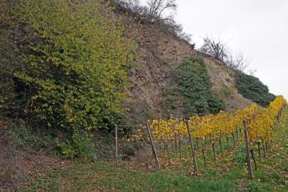 Geologischer Weinlehrpfad Achkarren – teilweise überwachsene Abbauwand des Steinbruchs am Scheibenplatz Das Bild zeigt eine stark bewachsene, nach links aufsteigende alte Steinbruchwand. Nach rechts steigen Rebanlagen hangaufwärts.