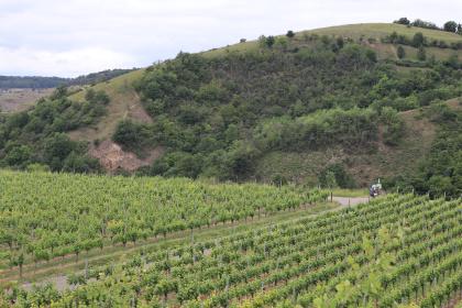 Auf dem Vulkanerlebnispfad beim Badberg Blick von erhöhtem Standort über ebene Rebanlagen im Vordergrund. Dahinter befindet sich ein nach rechts aufsteigender, auf der Kuppe waldfreier Berg mit bewaldeten Hängen.