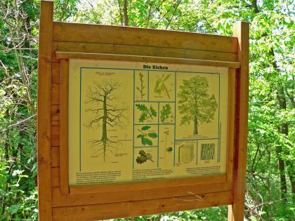 Wissenschaftlicher Lehrpfad am Limberg bei Sasbach am Kaiserstuhl – Schautafel zum Thema Eichen Blick auf eine Schautafel mit farbigen Zeichnungen sowie Informationen zum Thema Eichen. Die Tafel gehört zum wissenschaftlichen Lehrpfad am Limberg bei Sasbach.