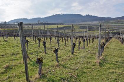 Blick über die Weinberge westlich von Eichstetten am Kaiserstuhl zur bewaldeten Eichelspitze Blick über zum Mittelgrund hin abfallende, danach aber wieder aufsteigende unbelaubte Rebterrassen. Im Hintergrund verläuft ein bewaldeter Bergkamm.