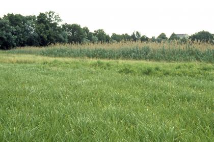 Feuchtflächen in der Zaberaue zwischen Brackenheim-Botenheim und -Meimsheim Das Bild zeigt eine hochstehende Wiese mit Schilfgürtel im Hintergrund.