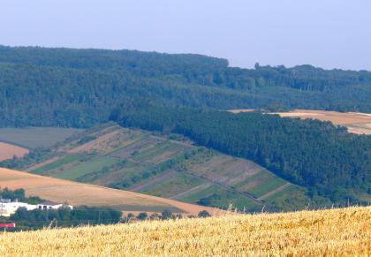 Aufgelassene Weinberge am Hunsenberg westlich von Tauberbischofsheim-Impfingen (Unterer Muschelkalk) Über ein Stoppelfeld im Vordergrund blickt man auf ein nach rechts ansteigendes Mosaik von aufgelassenen Rebflächen sowie angrenzendem Wald. Links und im Hintergrund schließen sich Ackerflächen und bewaldete Hänge an.