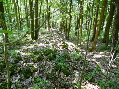 Alter Steinriegel im Wald südöstlich von Grünsfeld-Paimar Nahaufnahme eines in einem dichten Wald liegenden, von Moos und Laub bedeckten und aus Steinen errichteten Hügels.