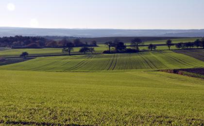 Blick vom Bauland bei Buchen-Hettingen nach Westen zum Odenwald Dieses Bild zeigt flachwellige, muldenförmig angelegte Ackerflächen, die zum größten Teil begrünt sind. Im Mittelgrund verteilen sich einige Bäume; dahinter erheben sich bewaldete Höhen.