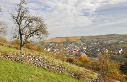 Vorbachtal bei Niederstetten-Vorbachzimmern Das Bild zeigt im Vordergrund einen steil nach rechts abfallenden Hang mit Steinhügeln, Grünland und Obstbäumen. Im Hintergrund rechts sind oberhalb einer Siedlung Weinberge zu erkennen.