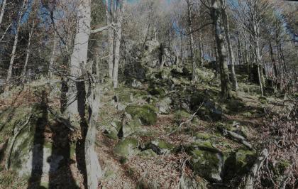 Blockschutthalde ca. 200 m nördlich des Hexenstuhls Das Foto zeigt einen steilen, zum Hintergrund hin ansteigenden Waldhang. Oberhalb der Bildmitte ist ein Hügel aus Blockschutt aufgetürmt. Im Vordergrund liegen lose Blocksteine, die teilweise bemoost sind.