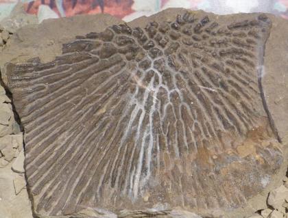 Abdruck des Brustpanzers des Dachschädlerlurchs Cyclotosaurus robustus, aus einem Maulbronner Schilfsandsteinbruch Das Foto zeigt eine hellbraune Gesteinsplatte mit dem Abdruck eines urzeitlichen Lurchs.