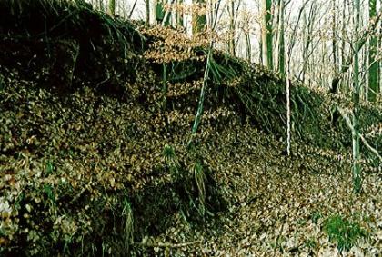 Ca. 2 m hohe Abrisskannte einer Teilscholle im Wald des Wildenberger Hanges Das Bild zeigt einen steilen Hang, an dem oben viele Wurzeln herunterhängen.
