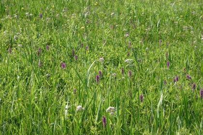 Orchideenwiese im Mindelseeried Blick auf eine dicht bewachsene Wiese mit länglichen, violett gefärbten Blumen.