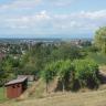 Im Vordergrund dieses Bildes sind terrassierte, nach rechts aufsteigende Rebhänge mit Lössböden zu erkennen. Dahinter stehen Obstbäume. Nach links hin folgt eine Wiese. Im Hintergrund ist eine stark besiedelte Ebene sowie eine Bergkette zu erkennen.
