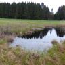 Blick auf eine kleine, unregelmäßig geformte Wasserfläche, deren Ränder mit Schilf und anderen Moorpflanzen bewachsen sind. Im Hintergrund Wiesen und angrenzender Wald.