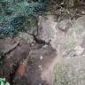 Blick auf offenliegendes Gestein an einem Waldhang. Zwischen Gesteinsspalten windet sich eine schmale Wasserquelle hervor und fließt dann nach unten. 