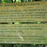 Blick auf eine zweigeteilte hölzerne Schrifttafel mit eingraviertem Text. Das Holz der Tafeln ist grünlich verwittert, die Schrift dunkelgrün. 