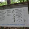 Blick auf eine im Wald stehende Schautafel mit Abbildungen und Texten zu Hasenlattich und Geschlängelte Schmiele. Beide Pflanzen wachsen zwischen Buchen und auf sauren Böden.