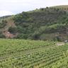 Blick von erhöhtem Standort über ebene Rebanlagen im Vordergrund. Dahinter befindet sich ein nach rechts aufsteigender, auf der Kuppe waldfreier Berg mit bewaldeten Hängen.