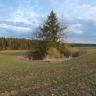 Zu sehen ist eine weite begrünte Ackerfläche, in deren Mitte sich eine trichterförmige Vertiefung befindet. Die Doline ist mit Gestrüpp und Bäumen bewachsen. Links wird der Acker bis zum Hintergrund von Wald begrenzt.