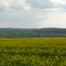 Hinter einem weiten, gelbgrünen Rapsfeld erhebt sich eine Grünlandschaft, durchsetzt mit Äckern, Bäumen und Gehöften. Ein flacher, bewaldeter Höhenzug rechts und weitere flache Höhen im Hintergrund sind ebenfalls erkennbar.