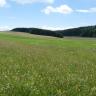 Das Bild zeigt hochliegende, leicht nach rechts geneigte Wiesenflächen, die - wie im Vordergrund - blühend, teilweise aber auch abgemäht sind. Im Hintergrund schließen sich Waldstreifen an.