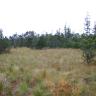 Blick auf ein dicht bewachsenes, grün-braunes Hochmoor. Der Hintergrund wird durch Nadelbäume begrenzt.