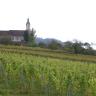 Blick auf die Wallfahrtskirche Birnau am Bodensee mit Rebstöcken im Vordergrund.