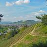 Blick von erhöhtem Standort über einen steilen Rebhang (rechts im Vordergrund) auf einen flach ansteigenden, oben bewaldeten Berg (Bildhintergrund). Links unten verläuft eine Schnellstraße an einer Siedlung entlang.