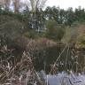 Das Bild zeigt einen stillen, dunklen Weiher, der von Schilf und Bäumen eingefasst ist.