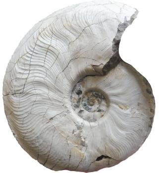 Nahaufnahme eines spiralförmigen, versteinerten Fossils. Das Fossil ist weißlich grau und zeigt links und oben fein verästelte Risse.