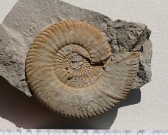 Nahaufnahme eines versteinerten, spiralförmigen Fossils. Das Gehäuse des urzeitlichen Kopffüßers ist grau bis braun und liegt an einem größeren Steinblock darunter auf.