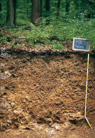 Blick auf ein rötlich braunes Bodenprofil unter Wald. Das Musterprofil des LGRB ist links in sieben Bodenhorizonte unterteilt. Rechts sind eine beschriftete Tafel sowie ein Maßstab von 1,20 Meter aufgestellt.