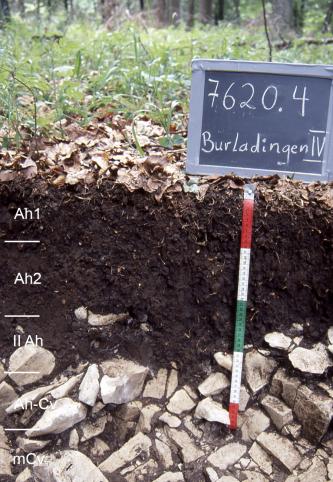 Das Foto zeigt ein Bodenprofil unter Wald. Es handelt sich um ein Musterprofil des LGRB. Das fünf Horizonte umfassende, unten sehr steinige Profil ist 50 cm tief.