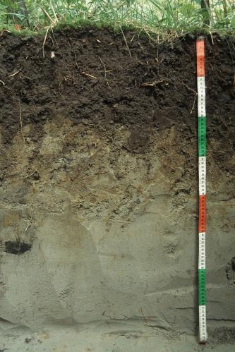 Das Foto zeigt ein Bodenprofil unter Grünland. Es handelt sich um ein Musterprofil des LGRB. Das Profil ist etwa 80 cm tief.