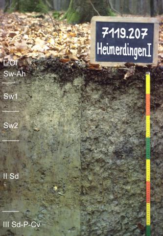 Das Foto zeigt ein Bodenprofil unter Wald. Es handelt sich um ein Musterprofil des LGRB. Das fünf Horizonte umfassende Bodenprofil ist über 70 cm tief.
