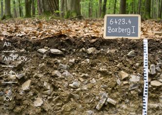 Das Bild zeigt ein aufgegrabenes Bodenprofil unter Wald. Das Profil ist durch eine beschriftete Kreidetafel als Musterprofil des LGRB ausgewiesen. Das braune, mit Steinen durchsetzte Profil ist 50 cm tief.