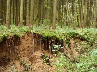 Das Foto zeigt ein Bodenprofil unter dichtem Nadelwald. Neben dem etwa 1,80 m tiefen, rotbraun gefärbten Profil öffnen sich links und rechts höhlenartige Vertiefungen. Rechts und im Vordergrund ist Pflanzenwuchs erkennbar. 