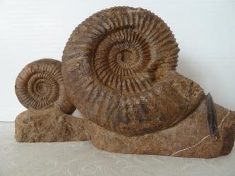 Nahaufnahme zweier brauner Fossilien mit unterschiedlich großen spiralförmigen Gehäusen. Beide Fossilien sind auf einer Art steinernem Sockel festgewachsen.