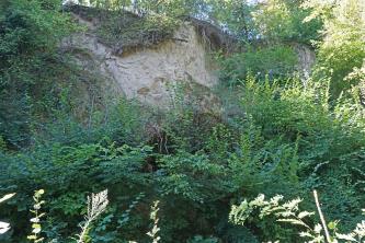 Das Bild zeigt eine hohe Lösswand, die jedoch zum größten Teil von Büschen und Sträuchern zugewachsen ist. Nur oberhalb der Bildmitte ist der helle Lössboden in der Wand sichtbar.