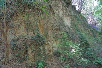 Seitlicher Blick auf eine hohe, stark zugewachsene Lösswand. Im vorderen Bereich links ist der sichtbare Boden rötlich gefärbt. Nach rechts zum Hintergrund hin fällt die Wand steil ab.