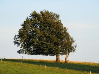 Das Bild zeigt zwei Laubbäume auf einer hochgelegenen, leicht nach rechts abfallenden Wiese. Die Belaubung der Bäume ist stark nach links verlagert.