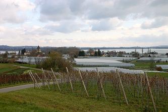 Blick auf die Insel Reichenau, mit Rebstöcken im Vordergrund. Dahinter eine Kirche und Gewächshäuser sowie der Bodensee.