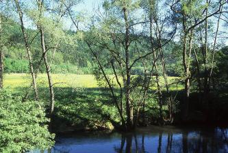 Der Blick geht über einen im Vordergrund sichtbaren Fluss zum dahinter sanft ansteigenden Ufer sowie einer Wiese. Das dunkle Blau des Wassers kontrastiert dabei mit dem dunkel- bis hellgrünen Bewuchs von Ufer und Wiese. Schlanke Bäume begleiten den Fluss.