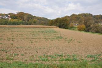 Das Bild zeigt links einen hellbraunen, nur mit wenigen Grünpflanzen bedeckten Acker. Am rechten Rand dieses Ackers ist ein mit Gehölz bewachsener Graben erkennbar. Im Hintergrund, von links nach rechts, zieht sich Wald.