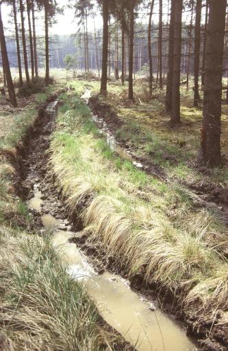 Das Bild zeigt einen Fahrweg inmitten eines Nadelwaldes. Die Fahrspuren sind verschlammt und mit Wasser gefüllt. Im Hintergrund sind zahlreiche herabgestürzte Äste zu sehen.