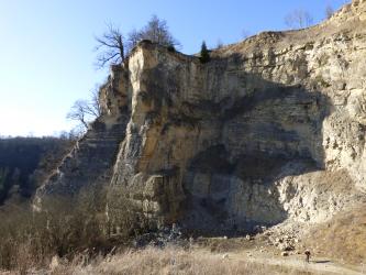 Blick auf eine Abbauwand eines stillgelegten Steinbruchs. Der anstehende Kalkstein ist hell und dickbankig, die mehrere Zehnermeter hohe Wand ist teilweise bewachsen.