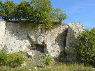 Blick auf eine etwa 10 Meter hohe Abbauwand. Das anstehende Gestein ist oben hellgelb und kompetent, darunter befindet sich eine hellere Brekzie. Neben und über der Wand wachsen hellgrüne Büsche und Bäume.