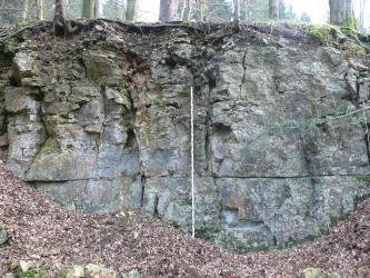 Das Bild zeigt eine Gesteinswand mit grauem, dickbankigem, oben plattig aufgewittertem Gestein. Vor der Wand liegt viel braunes Laub, im Hintergrund oben sind Baumstämme zu erkennen.