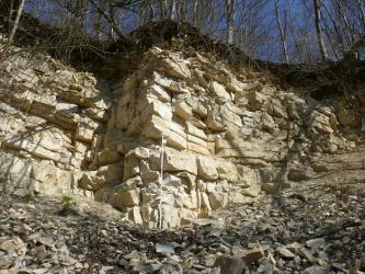 Blick von unten auf eine Abbauwand aus hellgelbem, gebanktem und geklüftetem, feinkörnigem Gestein. Unter der Wand liegt Geröll, über der Wand wachsen Bäume.