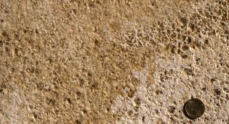 Nahaufnahme einer Gesteinsplatte mit körniger, teils auch löchriger Oberfläche. Die Farbskala reicht von gelblich braun bis hellgrau. Rechts unten dient eine Münze als Größenvergleich.