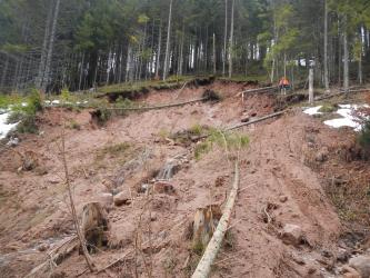 Das Bild zeigt große Mengen an Schlamm mit einigen Gesteinsbrocken, die sich über einen Hang erstrecken. Darin sind auch einige umgerissene und abgeknickte Bäume zu erkennen. Am oberen Bildrand zeigt sich eine Abrisskante, darüber einige Nadelbäume.